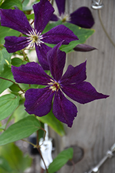 Grunwald Clematis (Clematis 'Grunwald') at Lakeshore Garden Centres
