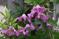 Heather Herschell Clematis (Clematis x diversifolia 'Heather Herschell') at Lakeshore Garden Centres