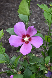 Purple Satin Rose of Sharon (Hibiscus syriacus 'ILVOPS') at Peter Knippel Garden Centre