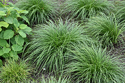 Rough Sedge (Carex muricata) at Lakeshore Garden Centres