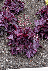 Northern Exposure Purple Coral Bells (Heuchera 'TNHEUNEP') at Peter Knippel Garden Centre
