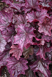 Northern Exposure Purple Coral Bells (Heuchera 'TNHEUNEP') at Peter Knippel Garden Centre