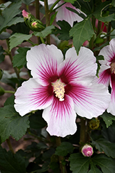 Paraplu Pink Ink Rose of Sharon (Hibiscus syriacus 'Minsywhi07') at Lakeshore Garden Centres