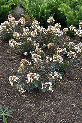 Barista Like a Latte Crapemyrtle (Lagerstroemia 'Like A Latte') at Lakeshore Garden Centres