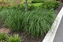 Emory's Sedge (Carex emoryi) at Lakeshore Garden Centres