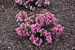 Barista Peppermint Mocha Crapemyrtle (Lagerstroemia 'Peppermint Mocha') at Lakeshore Garden Centres