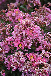 Barista Peppermint Mocha Crapemyrtle (Lagerstroemia 'Peppermint Mocha') at Lakeshore Garden Centres