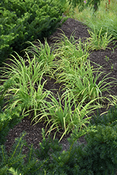 Graceful Sedge (Carex gracillima) at Lakeshore Garden Centres
