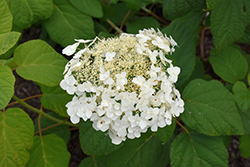 Haas' Halo Hydrangea (Hydrangea arborescens 'Haas Halo') at Lakeshore Garden Centres