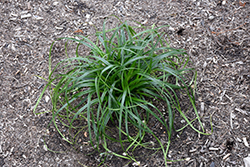 Ribbon Falls Sedge (Carex 'ET CRX02') at Lakeshore Garden Centres