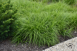 Shortbeak Sedge (Carex brevior) at Lakeshore Garden Centres