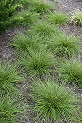 Texas Sedge (Carex texensis) at Lakeshore Garden Centres