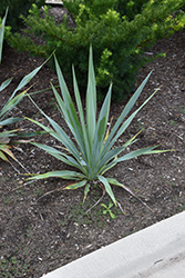 Nodding Yucca (Yucca cernua) at Lakeshore Garden Centres