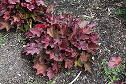 Carnival Burgundy Blast Coral Bells (Heuchera 'Burgundy Blast') at Peter Knippel Garden Centre