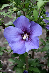 Paraplu Violet Rose of Sharon (Hibiscus syriacus 'Minsybv3s01') at Lakeshore Garden Centres