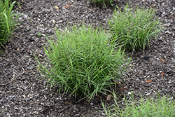 Little Midge Palm Sedge (Carex muskingumensis 'Little Midge') at Lakeshore Garden Centres