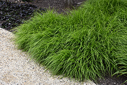 Shortbeak Sedge (Carex brevior) at Lakeshore Garden Centres