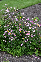 Pink Saucer Anemone (Anemone hupehensis 'Pink Saucer') at Lakeshore Garden Centres