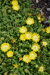 Mountain Dew Ice Plant (Delosperma 'Mountain Dew') at Lakeshore Garden Centres