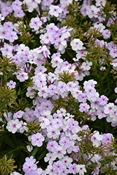 Opening Act Pink-A-Dot Phlox (Phlox 'Opening Act Pink-A-Dot') at Lakeshore Garden Centres