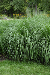 Etouffee Fountain Grass (Pennisetum alopecuroides 'Etouffee') at Lakeshore Garden Centres