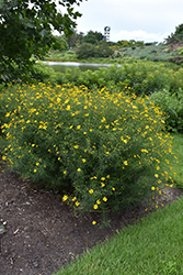 Tickseed (Coreopsis verticillata) at Lakeshore Garden Centres