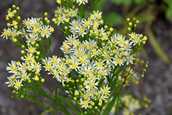 Sugar Kisses Goldenrod (Solidago 'Sugar Kisses') at Lakeshore Garden Centres