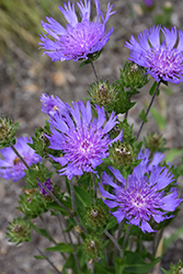 Omega Skyrocket Aster (Stokesia laevis 'Omega Skyrocket') at Lakeshore Garden Centres