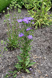 Omega Skyrocket Aster (Stokesia laevis 'Omega Skyrocket') at Lakeshore Garden Centres