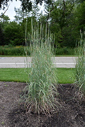 Lord Snowden's Big Blue Bluestem (Andropogon gerardii 'Lord Snowden's Big Blue') at Lakeshore Garden Centres