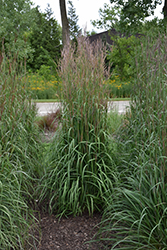 Karl's Cousin Bluestem (Andropogon gerardii 'Nondwhr') at Lakeshore Garden Centres