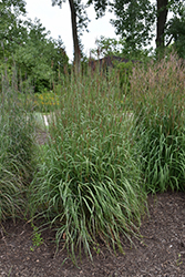 Dancing Wind Bluestem (Andropogon gerardii 'Dancing Wind') at Peter Knippel Garden Centre