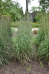 Indian Warrior Bluestem (Andropogon gerardii 'Indian Warrior') at Peter Knippel Garden Centre