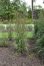 Sunnyview Bluestem (Andropogon gerardii 'Sunnyview') at Lakeshore Garden Centres