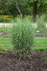 Chet Sand Bluestem (Andropogon hallii 'Chet') at Lakeshore Garden Centres