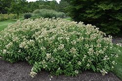 Summer Snow Joe Pye Weed (Eupatorium maculatum 'Summer Snow') at Lakeshore Garden Centres