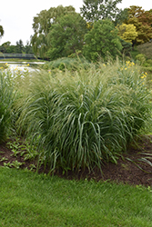 Bad Hair Day Switch Grass (Panicum virgatum 'Bad Hair Day') at Lakeshore Garden Centres