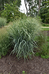 Blue Fountain Switch Grass (Panicum virgatum 'Blue Fountain') at Lakeshore Garden Centres