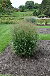 Dream Catcher Smoky Rose  Switch Grass (Panicum virgatum 'Nonesory') at Lakeshore Garden Centres