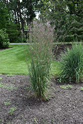 Ladybug Red Bluestem (Andropogon gerardii 'Ladybug Red') at Lakeshore Garden Centres