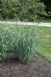Coastal Switch Grass (Panicum amarum 'Atlantic') at Lakeshore Garden Centres