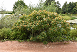 Shining Sumac (Rhus copallinum) at Lakeshore Garden Centres