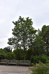 Perfection Honeylocust (Gleditsia triacanthos 'Perfection') at Lakeshore Garden Centres