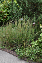 Little Arrow Little Bluestem (Schizachyrium scoparium 'Nonwrrar') at Lakeshore Garden Centres