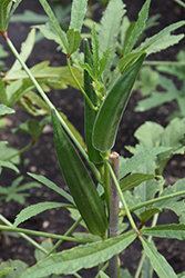 Jambalaya Okra (Abelmoschus esculentus 'Jambalaya') at A Very Successful Garden Center