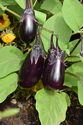 Patio Baby Eggplant (Solanum melongena 'Patio Baby') at A Very Successful Garden Center