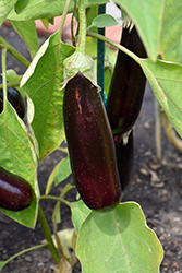 Hansel Eggplant (Solanum melongena 'Hansel') at A Very Successful Garden Center