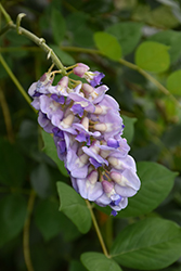 Kentucky Wisteria (Wisteria macrostachya) at Lakeshore Garden Centres