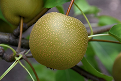 Korean Giant Asian Pear (Pyrus pyrifolia 'Korean Giant') at Lakeshore Garden Centres