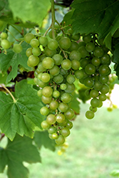 Aromella Grape (Vitis 'Aromella') at Lakeshore Garden Centres